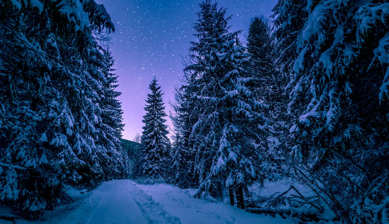 Snow covered pine forest under a starry winter night sky